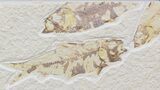 Bargain Knightia Fossil Fish - Wyoming #42392-1